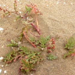 Rumex bipinnatus