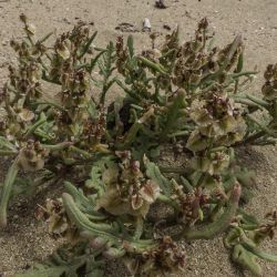 Rumex bipinnatus