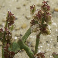 Rumex bipinnatus