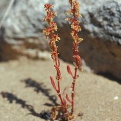 Rumex bucephalophorus