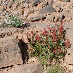 Rumex cyprius subsp. conjungens