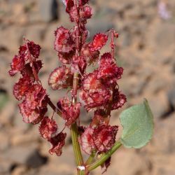 Rumex cyprius subsp. conjungens