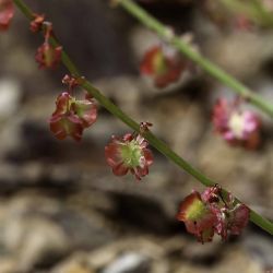 Rumex induratus