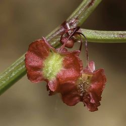 Rumex induratus