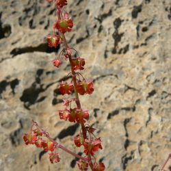 Rumex papilio