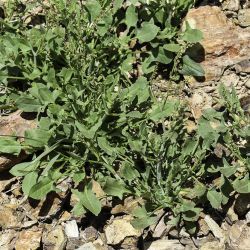 Rumex papilio