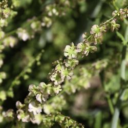 Rumex papilio