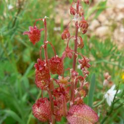 Rumex vesicarius