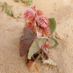 Rumex vesicarius