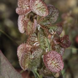Rumex vesicarius