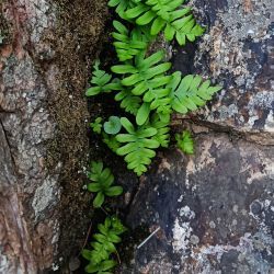 Polypodium cambricum