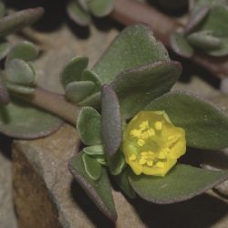 Portulacaceae