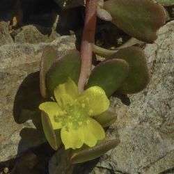 Portulaca gr. oleracea