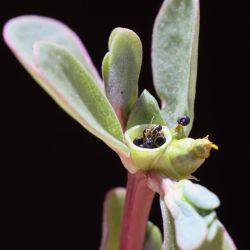 Portulaca gr. oleracea