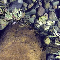 Potamogeton nodosus