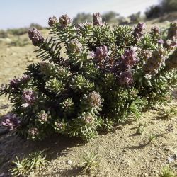 Coris monspeliensis subsp. maroccana