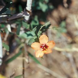 Lysimachia collina