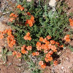 Lysimachia collina