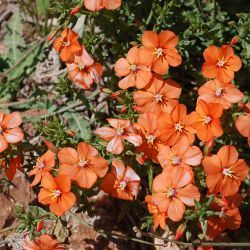 Lysimachia collina