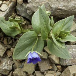 Lysimachia loeflingii