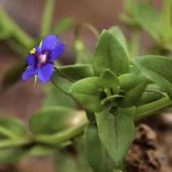 Lysimachia loeflingii