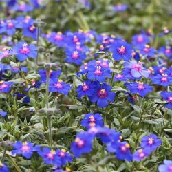 Lysimachia monelli