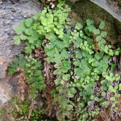 Adiantum capillus-veneris
