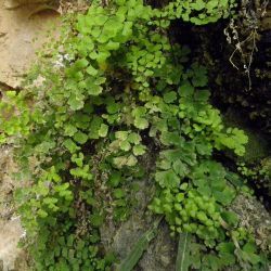 Adiantum capillus-veneris