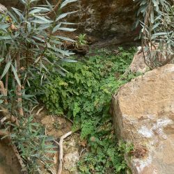 Pteridaceae