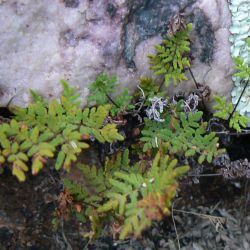 Pteridaceae