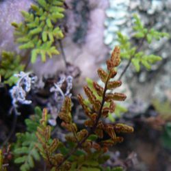 Allosorus guanchicus