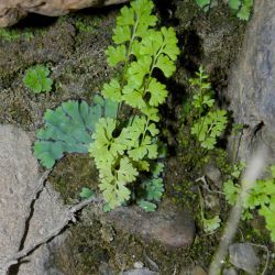 Anogramma leptophylla