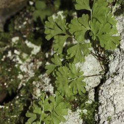 Anogramma leptophylla
