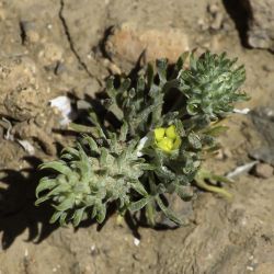 Ceratocephala falcata subsp. incurva