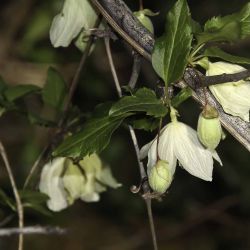 Clematis cirrhosa