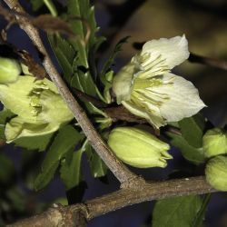 Clematis cirrhosa