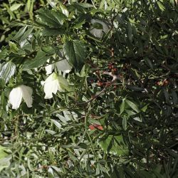 Clematis cirrhosa