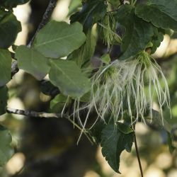 Clematis cirrhosa