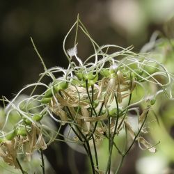 Clematis flammula