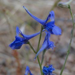 Delphinium nanum subsp. elongatum