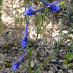 Delphinium nanum subsp. elongatum