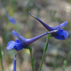 Delphinium nanum subsp. elongatum