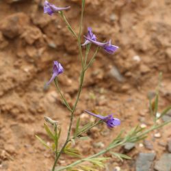 Delphinium nanum subsp. elongatum