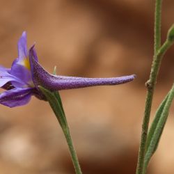 Delphinium nanum subsp. elongatum