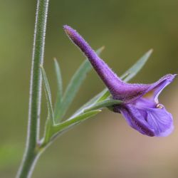 Delphinium nanum subsp. elongatum