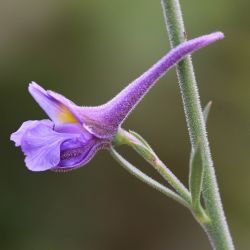 Delphinium nanum subsp. elongatum