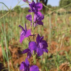 Delphinium orientale