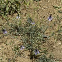 Nigella arvensis