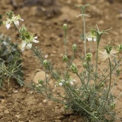 Nigella arvensis