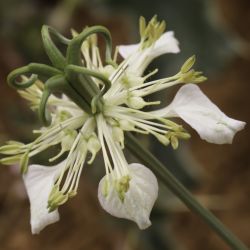 Nigella arvensis